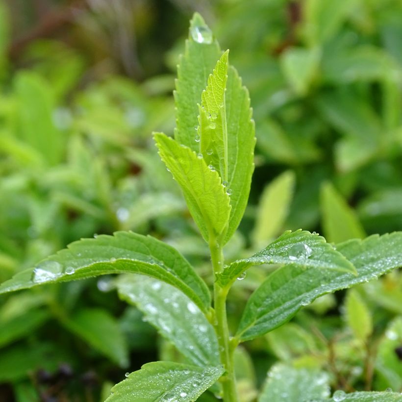 Spirée japonaise Albiflora - Spiraea japonica (Feuillage)