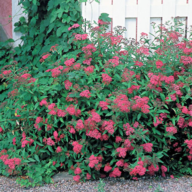 Spirée japonica Anthony Waterer - Spiraea japonaise (Port)