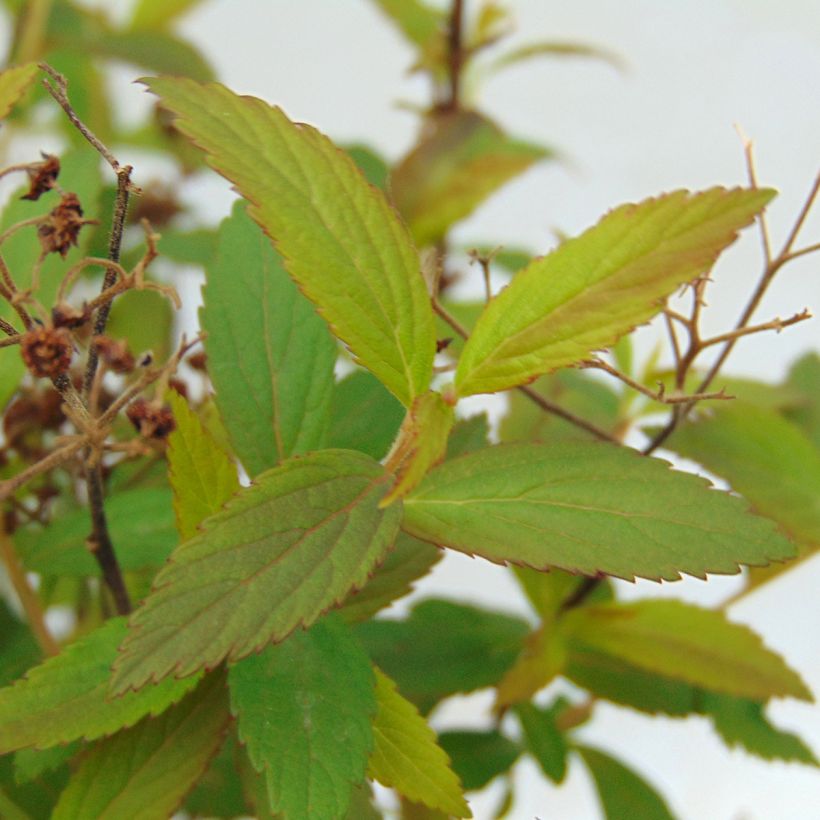 Spirée japonica Anthony Waterer - Spiraea japonaise (Feuillage)