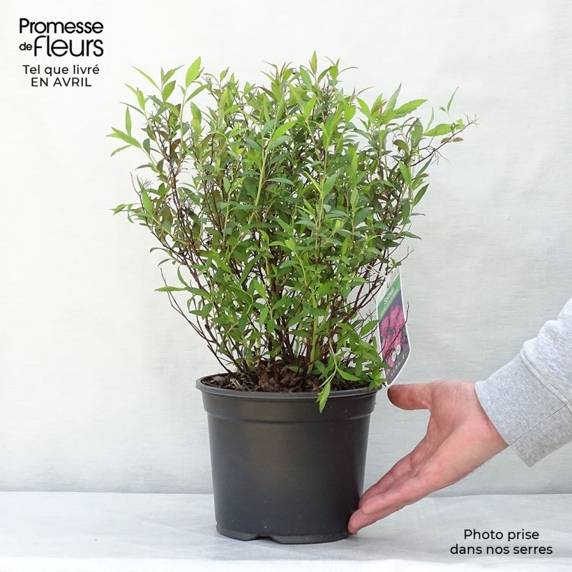 Spécimen de Spirée japonica Anthony Waterer - Spiraea japonaise Pot de 3L/4LHauteur livrée env. 20/30cm tel que livré au printemps