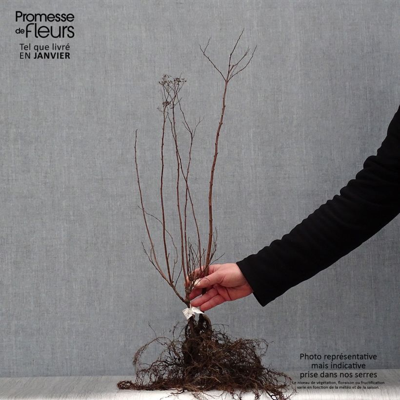 Spécimen de Spirée japonica Anthony Waterer - Spiraea japonaise Petites Racines nuesHauteur livrée env. 20/40cm tel que livré en hiver