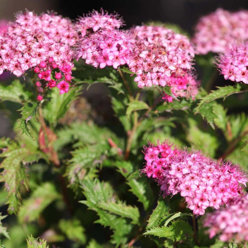 Spirée japonaise Crispa  - Spirée japonaise (Floraison)