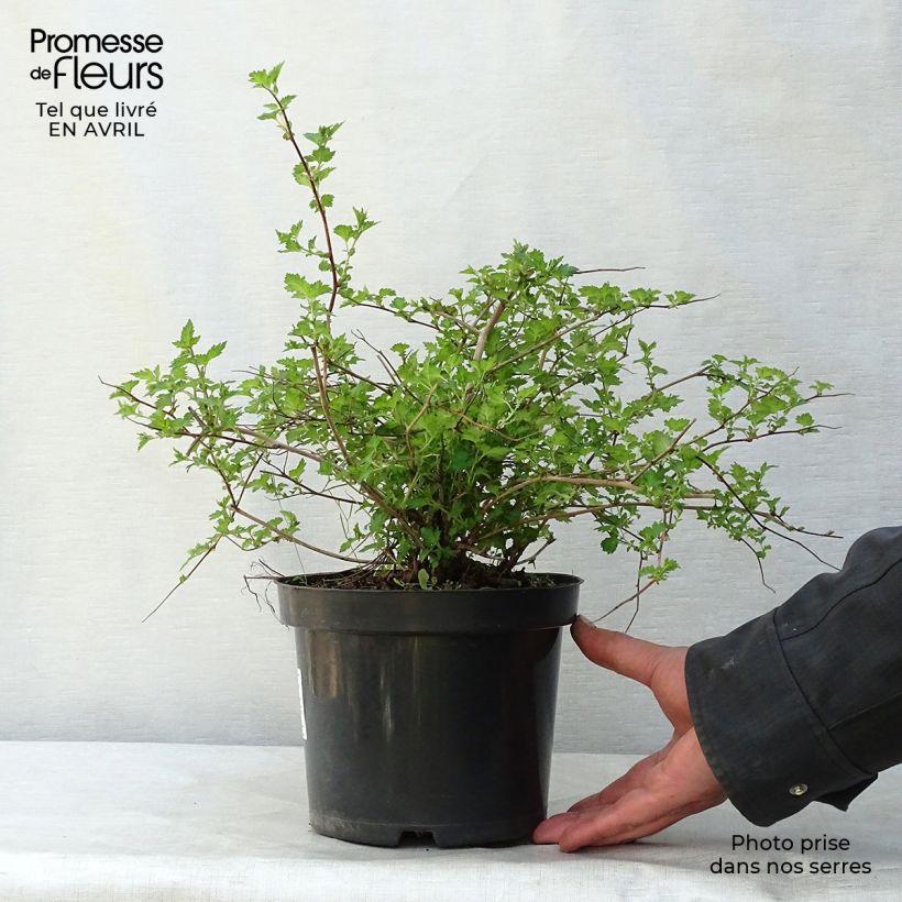 Spécimen de Spirée japonaise Crispa  - Spirée japonaise Pot de 2L/3LHauteur livrée env. 20/30cm tel que livré au printemps