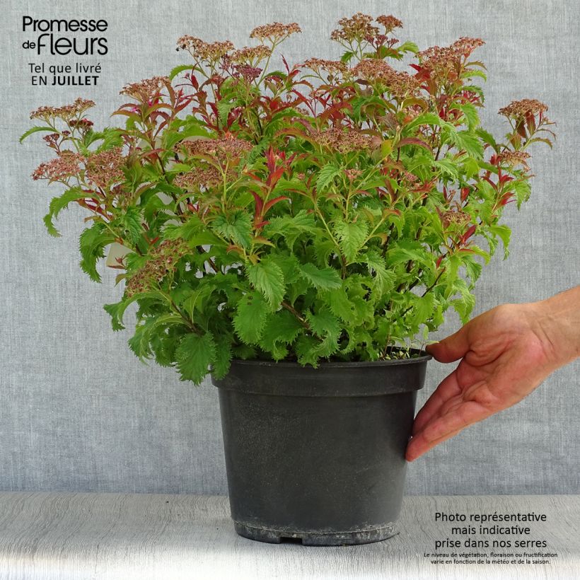 Spécimen de Spirée japonaise Crispa  - Spirée japonaise Pot de 3L/4L tel que livré en été