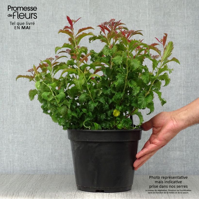 Spécimen de Spirée japonaise Crispa  - Spirée japonaise Pot de 3L/4LHauteur livrée env. 30/40cm tel que livré au printemps