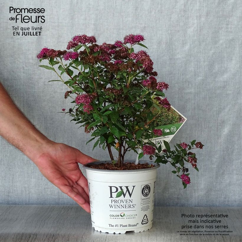 Spécimen de Spirée japonaise Double Play Artist - Spiraea japonica Pot de 2L/3L tel que livré en été