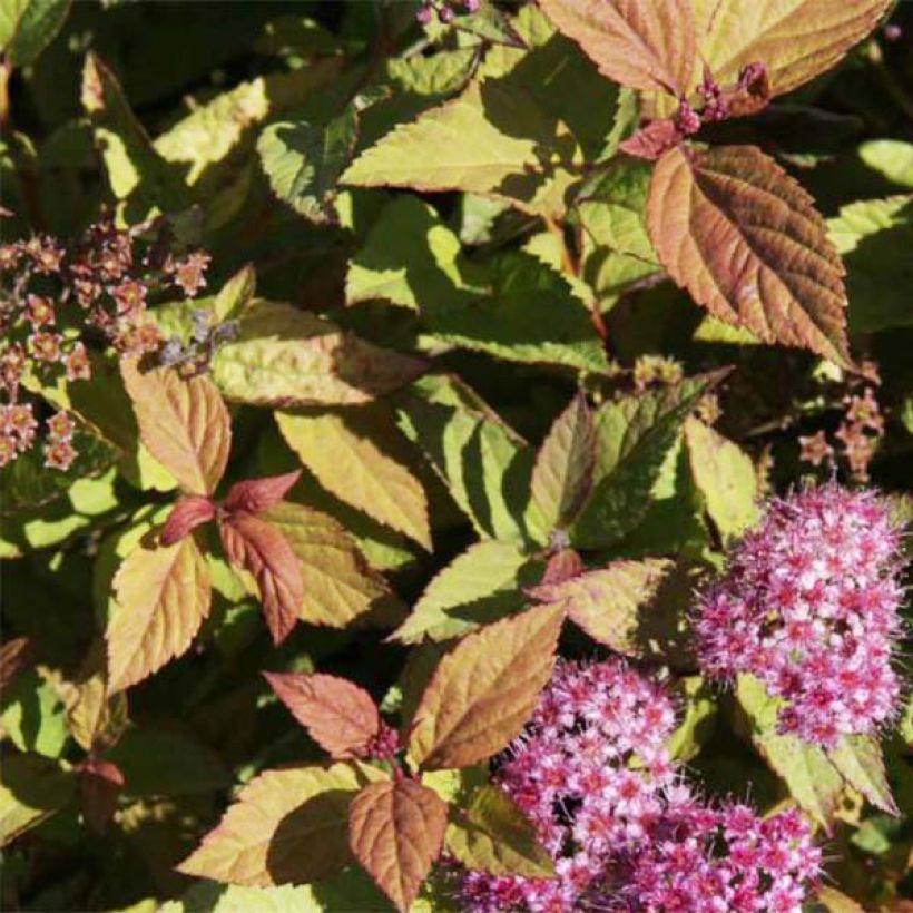 Spirée japonaise Firelight- Spiraea japonica (Feuillage)