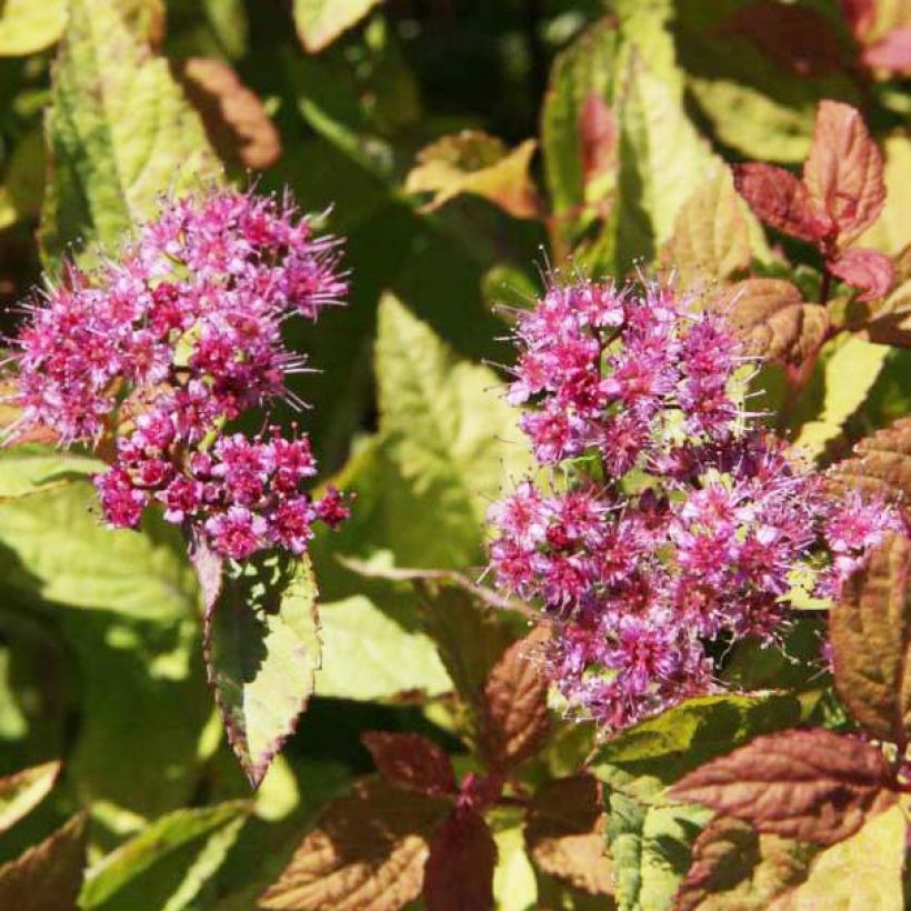 Spirée japonaise Firelight- Spiraea japonica (Floraison)