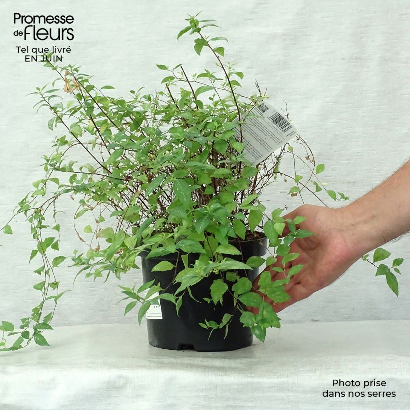 Spécimen de Spirée japonaise Firelight- Spiraea japonica Pot de 3L/4L tel que livré en été