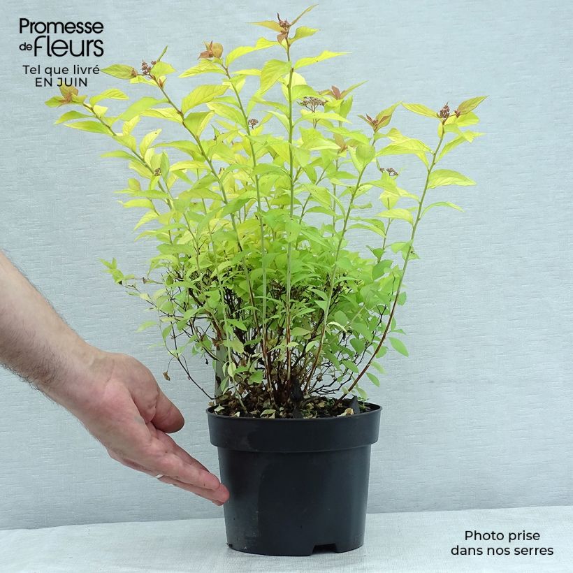 Spécimen de Spirée japonaise Golden Princess - Spiraea japonica Pot de 2L/3L tel que livré en été