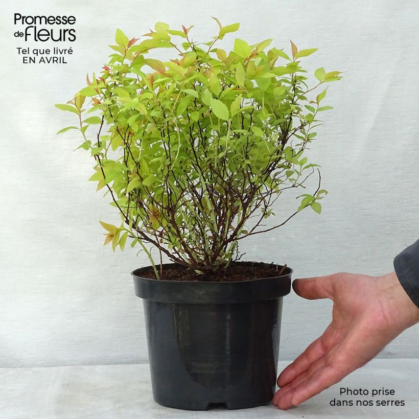 Spécimen de Spirée japonaise Goldflame - Spirée japonaise Pot de 2L/3LHauteur livrée env. 20/30cm tel que livré au printemps