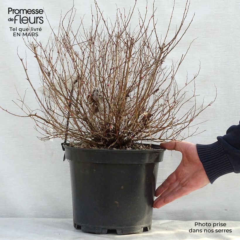 Spécimen de Spirée japonaise Goldflame - Spirée japonaise Pot de 7,5L/10LHauteur livrée env. 40/50cm tel que livré au printemps