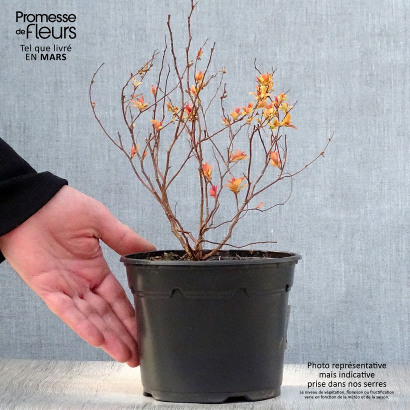 Spécimen de Spirée japonaise Goldflame - Spirée japonaise en pot de 1L/1,5L tel que livré au printemps