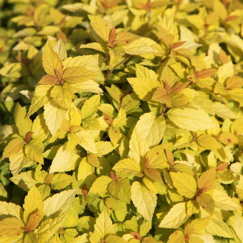 Spirée japonaise Goldmound -  Spiraea japonica (Feuillage)