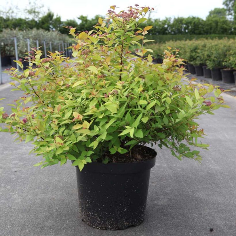 Spirée japonaise Goldmound -  Spiraea japonica (Port)