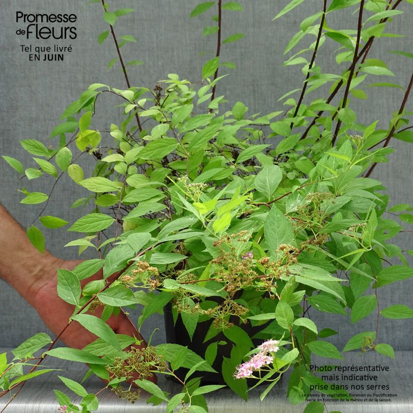 Spécimen de Spirée japonaise Goldmound -  Spiraea japonica Pot de 2L/3L tel que livré en été
