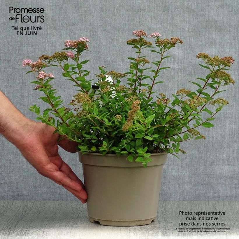 Spécimen de Spirée japonaise Little Princess - Spiraea japonica Pot de 2L/3L tel que livré en été