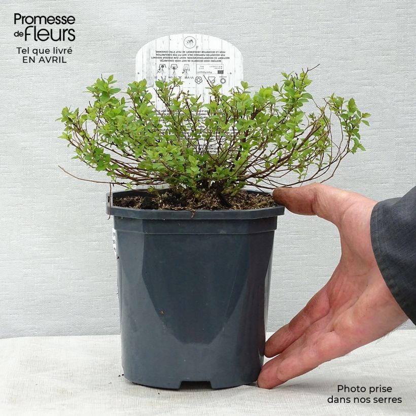 Spécimen de Spirée japonaise Little Princess - Spiraea japonica Pot de 2L/3LHauteur livrée env. 20/25cm tel que livré au printemps