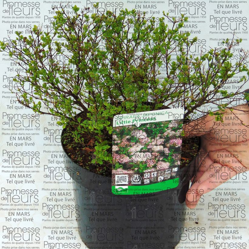 Exemple de spécimen de Spirée japonaise naine Fenna - Spiraea japonica Godet de 8/9 cm tel que livré