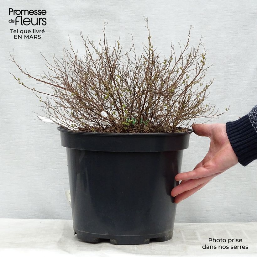 Spécimen de Spirée japonaise Little Princess - Spiraea japonica en pot de 4L/5L tel que livré au printemps