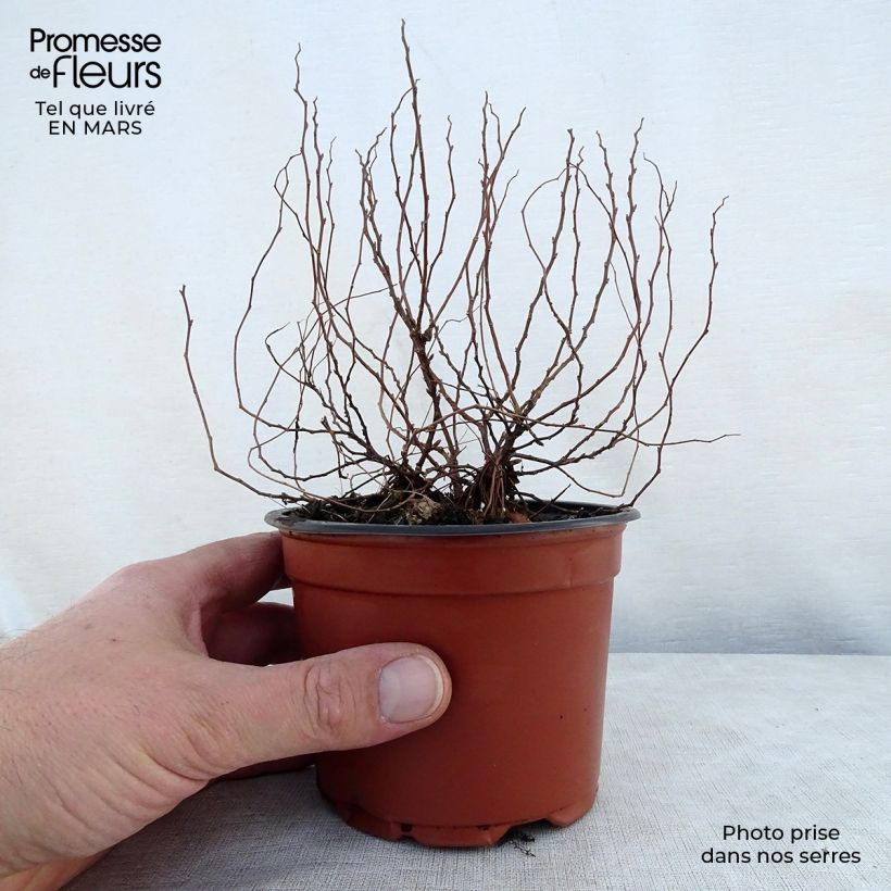 Spécimen de Spirée japonaise Little Princess - Spiraea japonica Godet de 8/9 cmHauteur livrée env. 10/15cm tel que livré au printemps