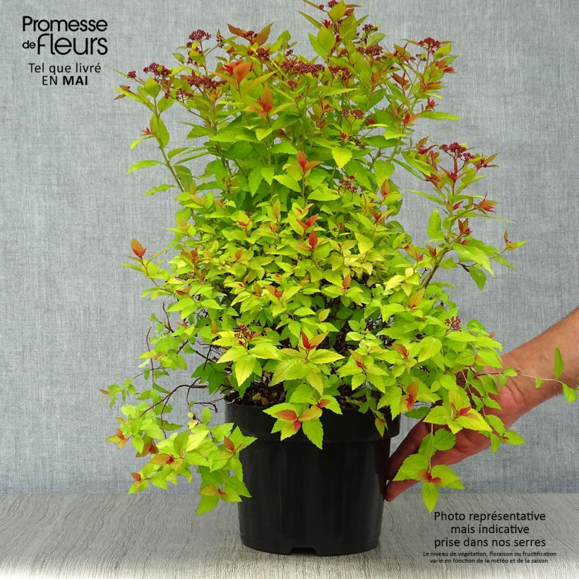 Spécimen de Spirée japonaise Magic Carpet - Spiraea japonica Pot de 2L/3LHauteur livrée env. 20/25cm tel que livré au printemps