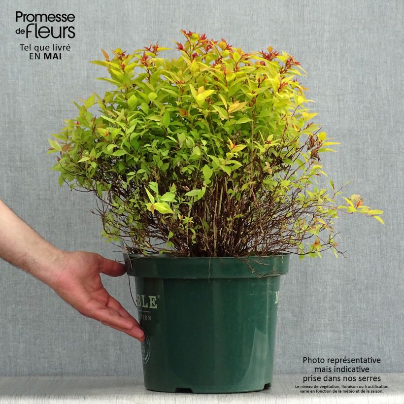 Spécimen de Spirée japonaise Magic Carpet - Spiraea japonica Pot de 7,5L/10LHauteur livrée env. 40/50cm tel que livré au printemps