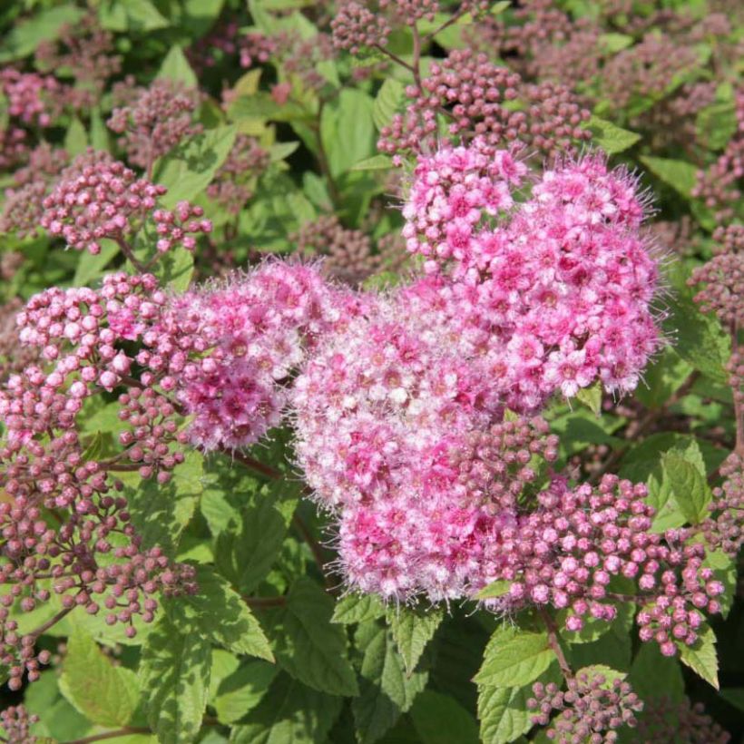 Spirée japonaise Nana - Spiraea japonica (Floraison)