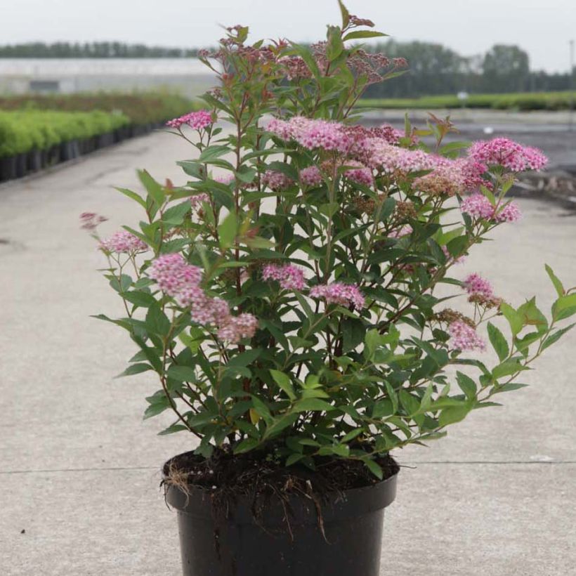 Spirée japonaise Nana - Spiraea japonica (Port)