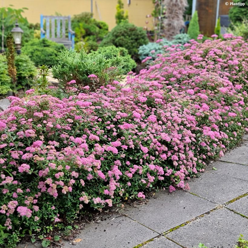 Spiraea japonica Odessa - Spirée japonaise (Port)