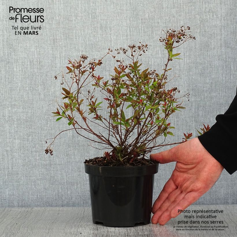 Spécimen de Spirée japonaise Shirobana - Spiraea japonica tel que livré en hiver