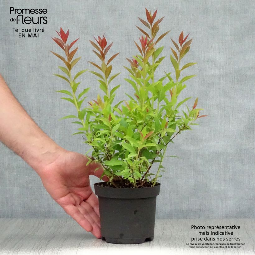 Spécimen de Spirée japonaise Shirobana - Spiraea japonica en pot de 1L/1,5L tel que livré au printemps
