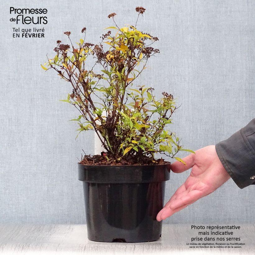 Spécimen de Spirée japonaise Shirobana - Spiraea japonica tel que livré en hiver