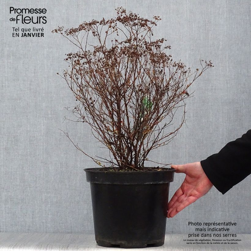 Spécimen de Spirée japonaise Shirobana - Spiraea japonica tel que livré en hiver