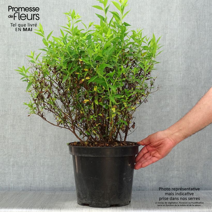 Spécimen de Spirée japonaise Shirobana - Spiraea japonica en pot de 7,5L/10L tel que livré au printemps
