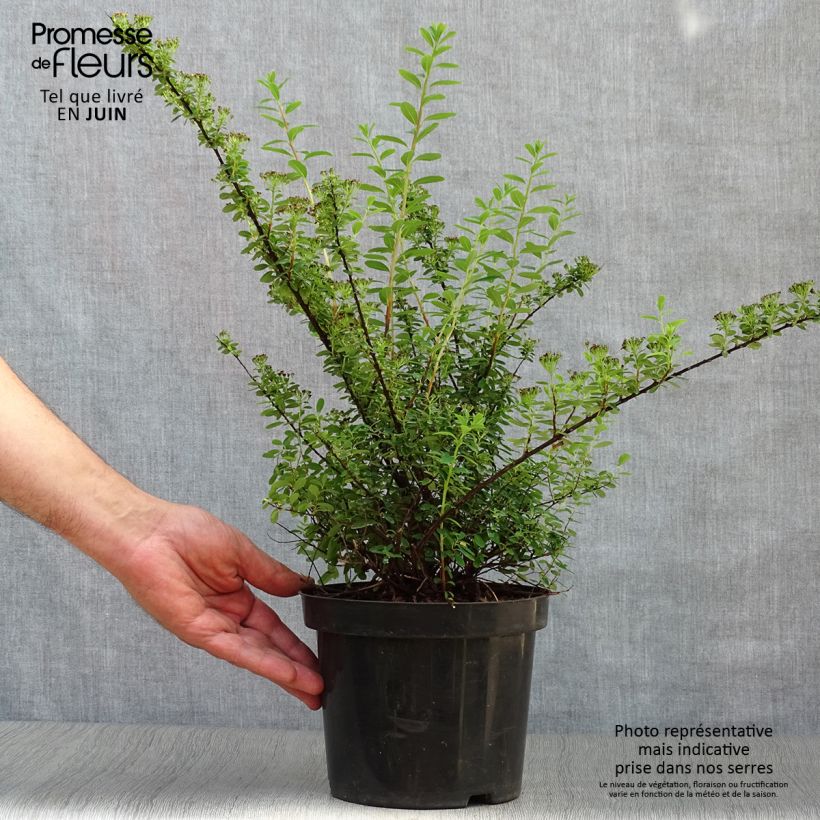 Spécimen de Spiraea nipponica Snowmound - Spirée japonaise Pot de 3L/4L tel que livré en été