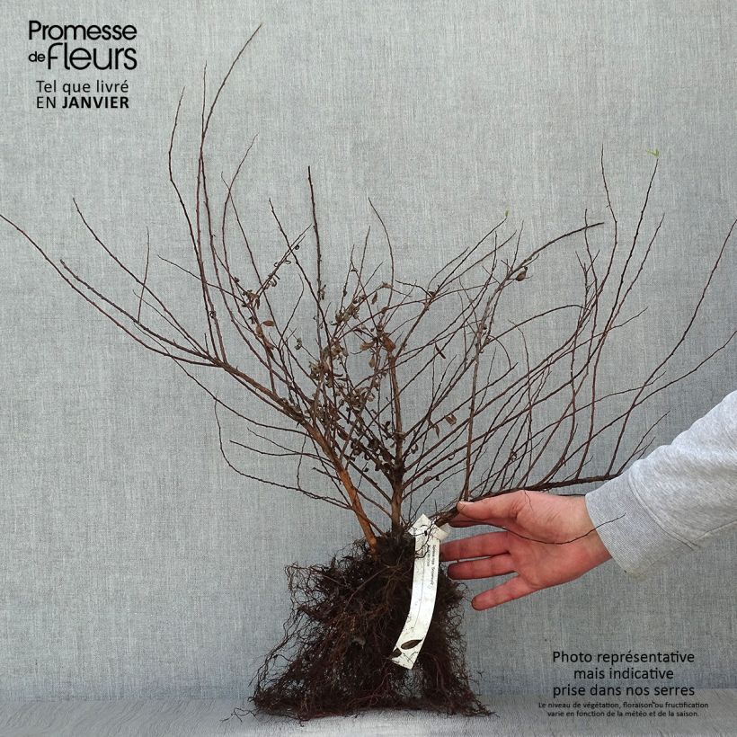 Spécimen de Spiraea nipponica Snowmound - Spirée japonaise Petites Racines nuesHauteur livrée env. 20/40cm tel que livré en hiver