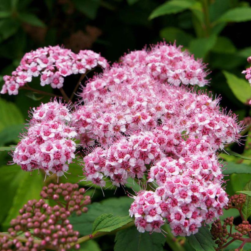 Spirée japonaise Sparkling Champagne - Spiraea japonica  (Floraison)