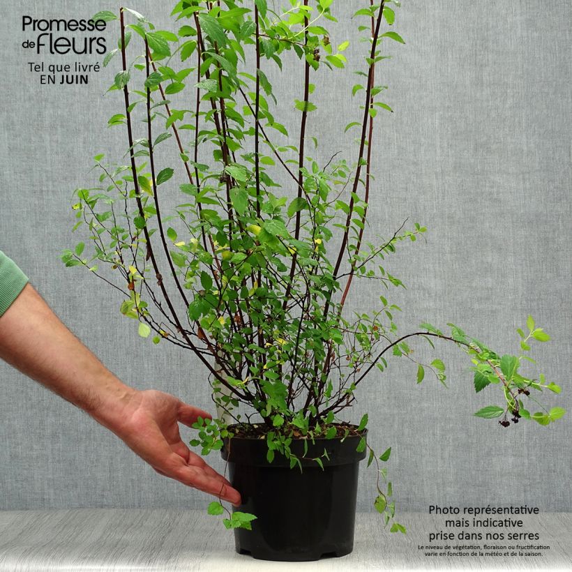 Spécimen de Spirée japonaise Sparkling Champagne - Spiraea japonica  Pot de 3L/4L tel que livré en été
