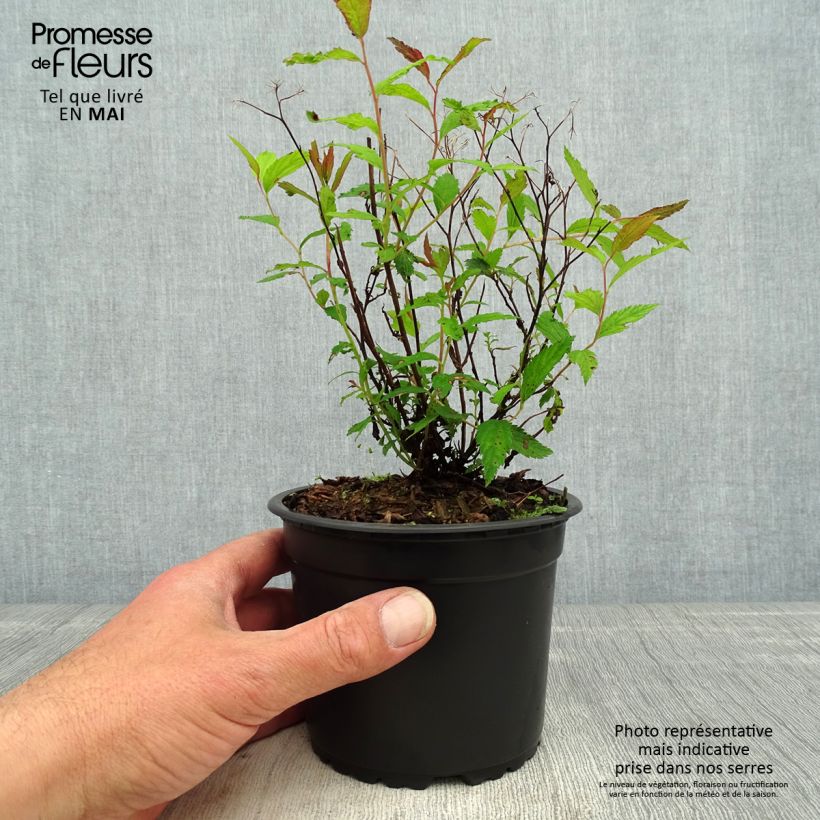 Spécimen de Spirée japonaise - Spiraea japonica Dart's Red en pot de 1L/1,5L tel que livré au printemps