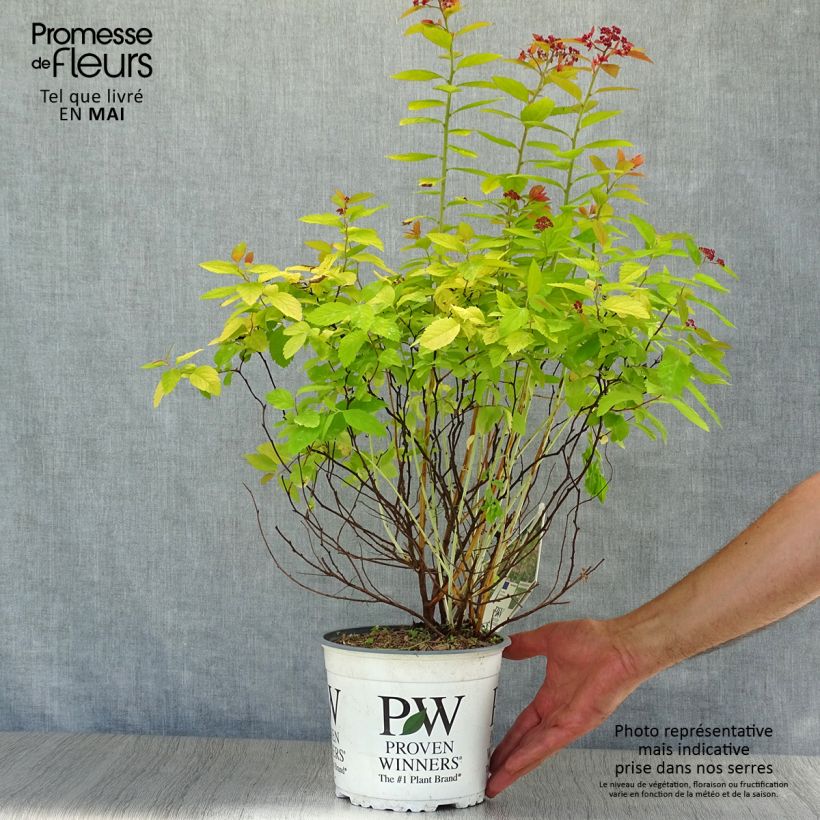Spécimen de Spirée japonaise - Spiraea japonica Double Play Big Bang Pot de 2L/3L tel que livré au printemps