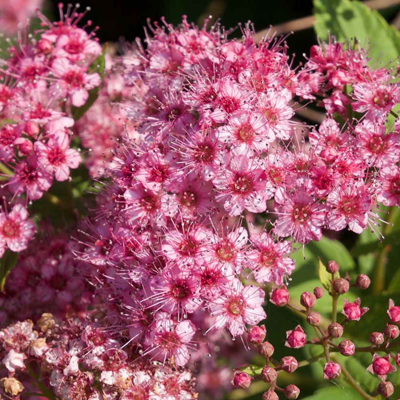 Spirée japonaise - Spiraea japonica Froebelii (Floraison)