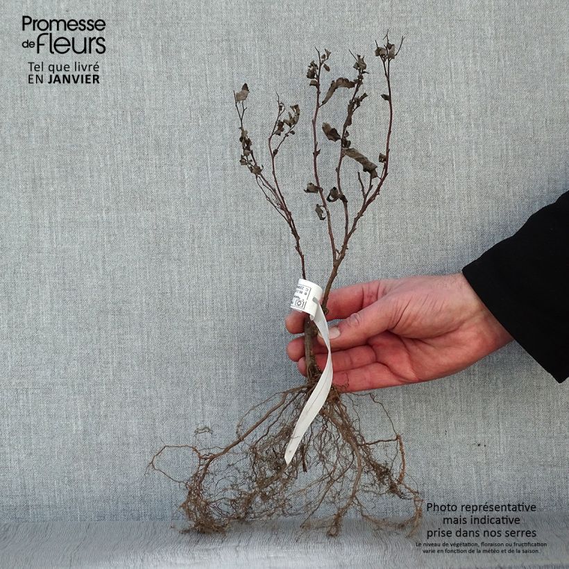 Spécimen de Spirée japonaise - Spiraea japonica Froebelii Racines nues tel que livré en hiver