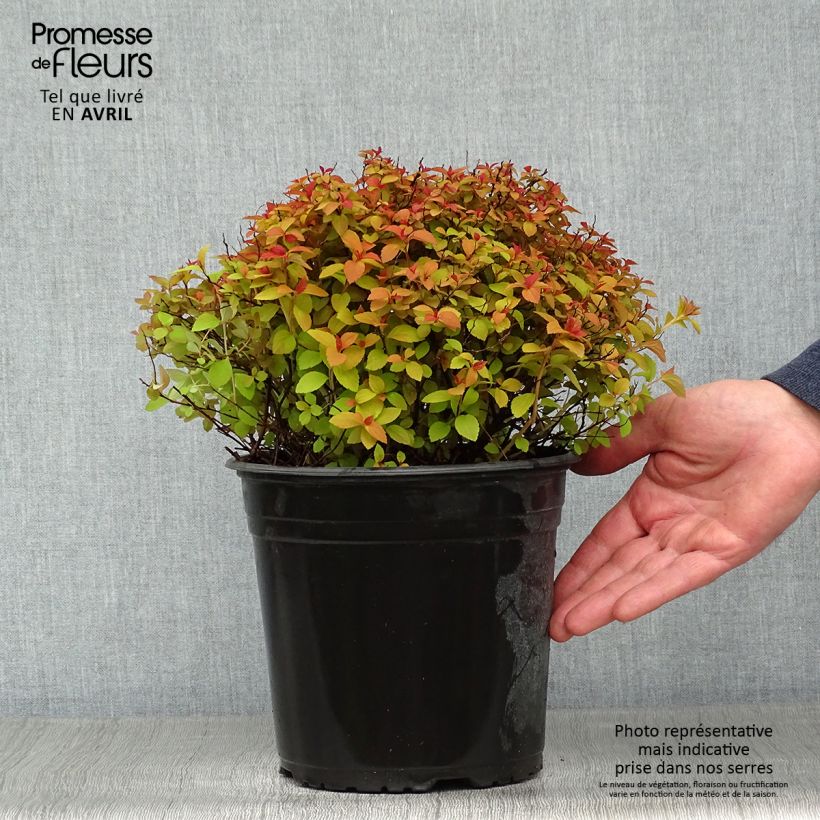 Spécimen de Spirée japonaise Zen'Spirit Caramel Pot de 3L/4L tel que livré au printemps