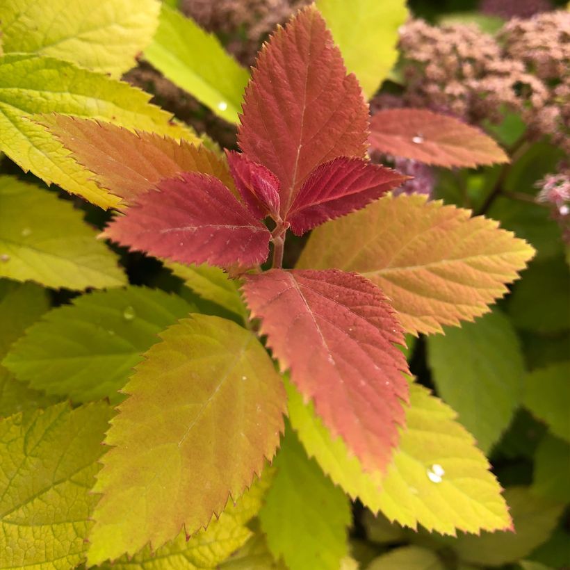 Spirée japonaise - Spiraea japonica Double Play Big Bang (Feuillage)