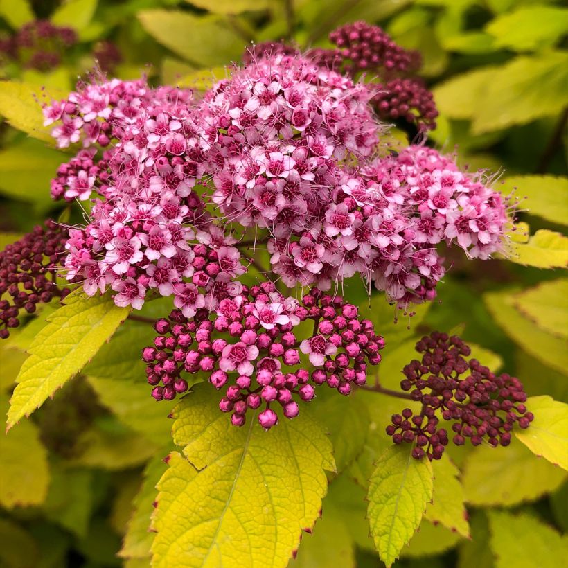 Spirée japonaise - Spiraea japonica Double Play Big Bang (Floraison)