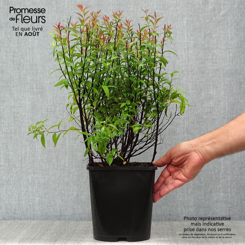 Spécimen de Spirée japonica Anthony Waterer - Spiraea japonaise Pot de 4L/5L tel que livré en été
