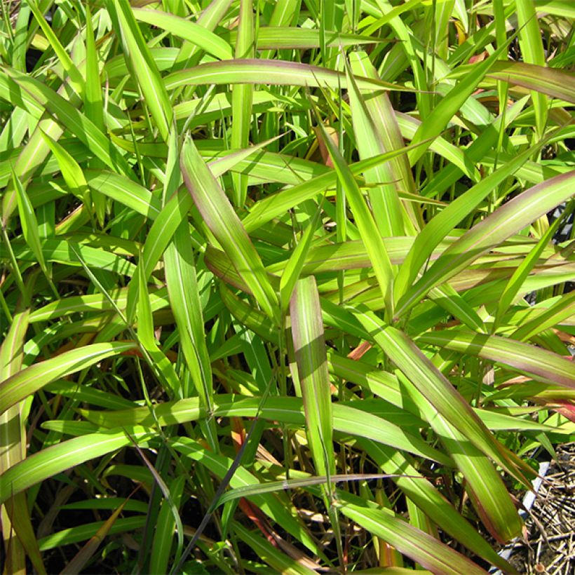 Spodiopogon sibiricus West Lake - Graminée d'ornement (Feuillage)
