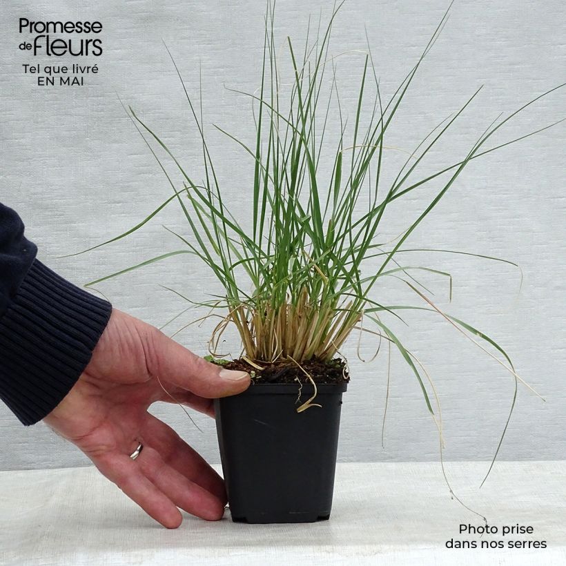 Spécimen de Sporobolus airoides Delicatesse - Sporobole Godet de 8/9 cm tel que livré au printemps