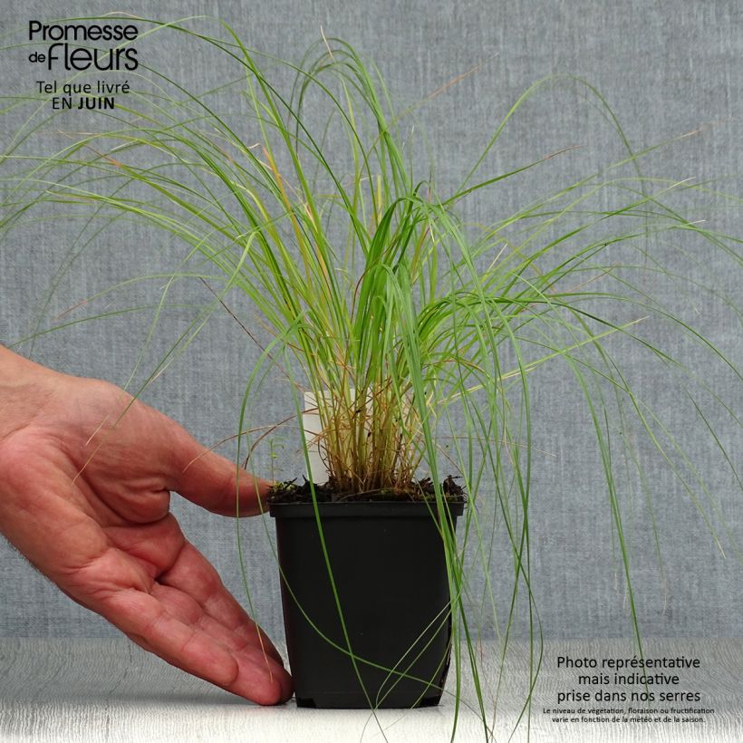 Spécimen de Sporobolus heterolepis - Sporobole à glumes inégales Godet de 8/9 cm tel que livré en été